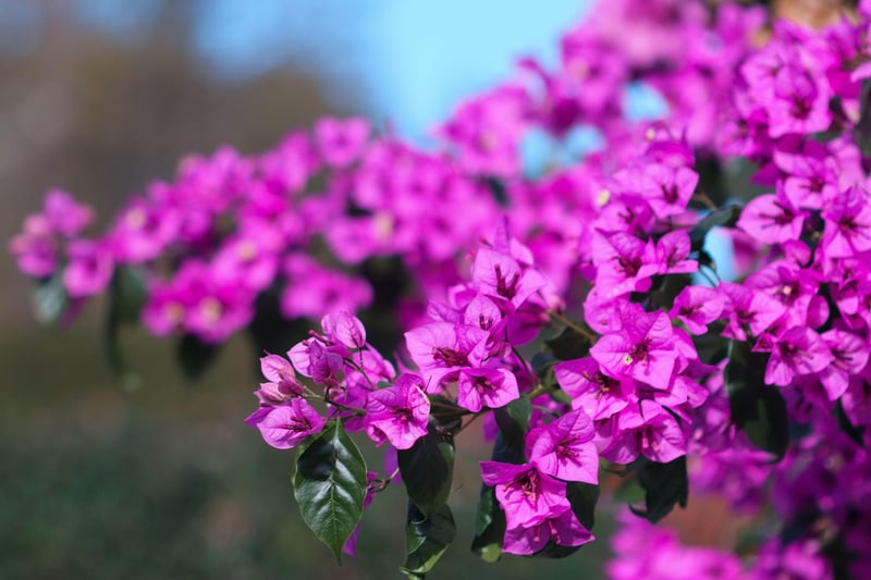 Mediterranean Elegance